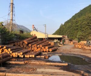兵庫県産木材の丹羽の製材所へ