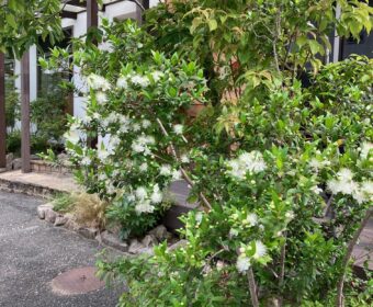 線香花火みたい✿