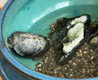 カメさんの話。