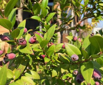 ブルーベリーみたい✿