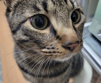 吾輩は「豆」である③