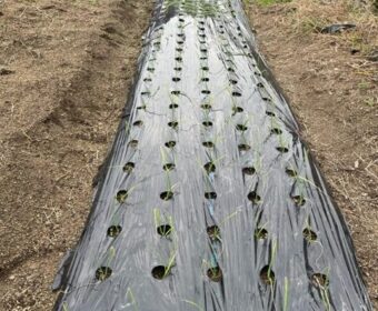 来年収穫の玉ねぎ