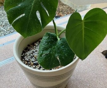 大きく育ちました