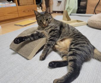 吾輩は「豆」である⑥