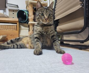 吾輩は「豆」である⑫