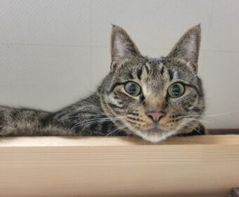 吾輩は「豆」である⑪