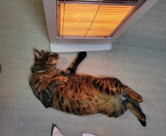 吾輩は「豆」である⑤