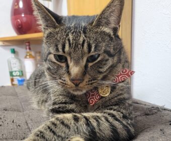 吾輩は「豆である」⑦