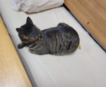 吾輩は「豆」である⑮