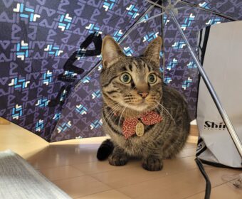 吾輩は「豆」である⑰