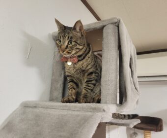 吾輩は「豆」である⑯