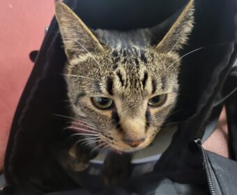 吾輩は「豆」である⑬