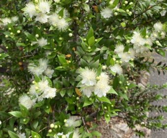 四季を感じる。