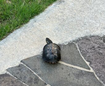 歩くのーだいすき～♪