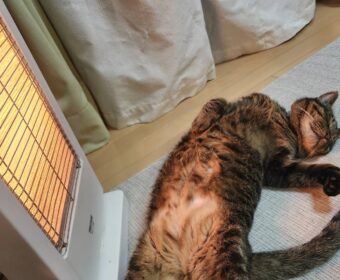 吾輩は「豆」である㉖