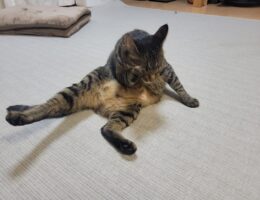 吾輩は「豆」である㉔