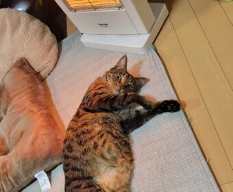 吾輩は「豆」である㉕