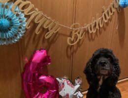 ボクだって家族だもん