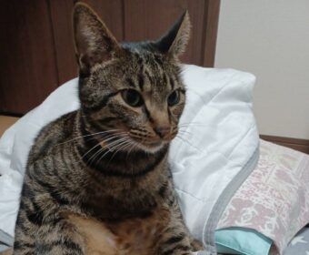 吾輩は「豆」である㉗