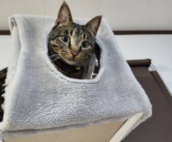 吾輩は「豆」である㉙