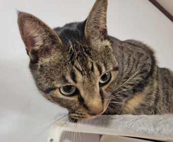 吾輩は「豆」である㉚