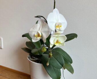 三度目の・・・