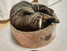 吾輩は「豆」である㉝