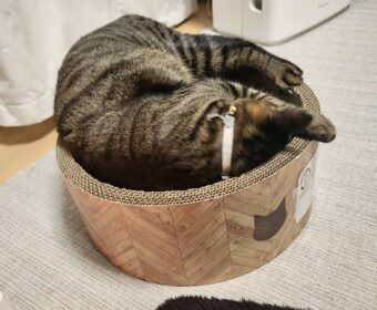 吾輩は「豆」である㉝