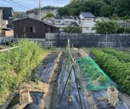 例年通り