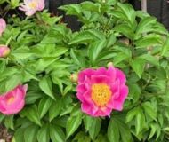 爽やかで華やか