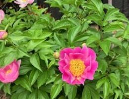 爽やかで華やか