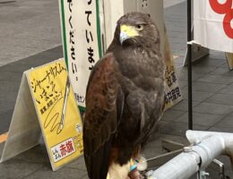 鷹