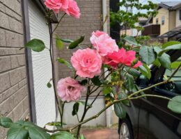 バラ🌹
