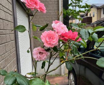 バラ🌹