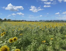 良いタイミング