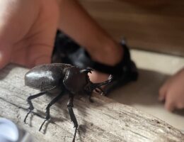 ひさしぶりの。