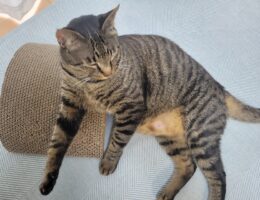 吾輩は「豆」である㊲