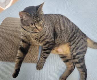 吾輩は「豆」である㊲