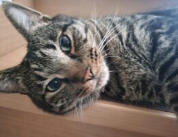 吾輩は「豆」である㊵