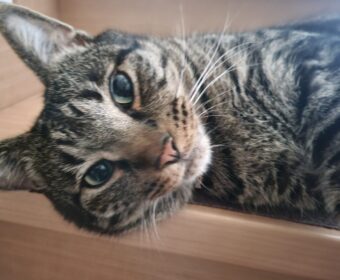 吾輩は「豆」である㊵