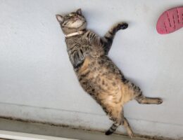 吾輩は「豆」である㊳