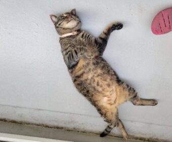 吾輩は「豆」である㊳