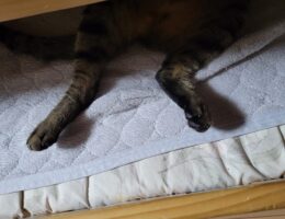 吾輩は「豆」である㉟