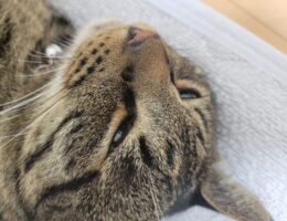 吾輩は「豆」である㊶