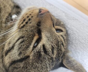 吾輩は「豆」である㊶