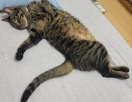 吾輩は「豆」である㊸