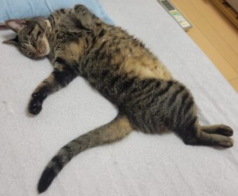 吾輩は「豆」である㊸