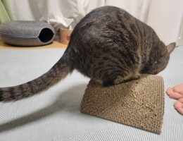 吾輩は「豆」である㊷