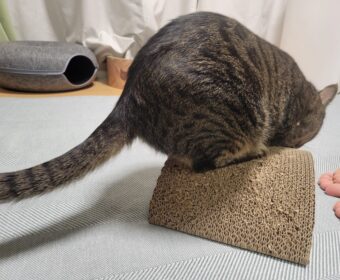 吾輩は「豆」である㊷