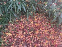 スポーツの秋＜食欲の秋